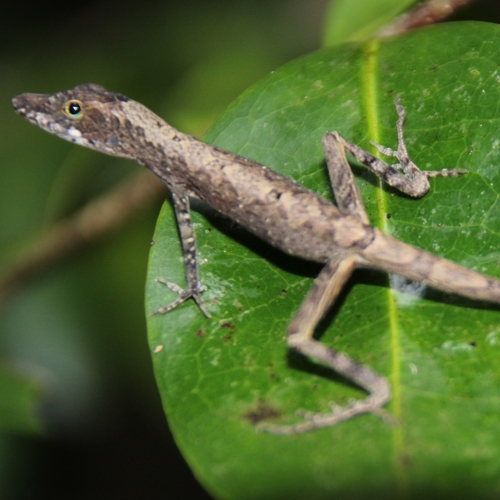 Blue-eyed Grass-bush Anole