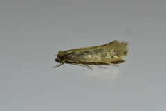Tinea pallescentella