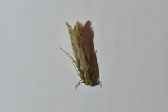 Tinea pallescentella