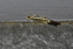 Erechthias stilbella