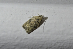 Phaeosaces compsotypa