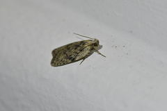 Phaeosaces compsotypa
