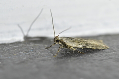 Phaeosaces compsotypa