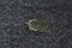 Phaeosaces compsotypa
