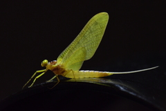 Ameletopsis perscitus