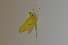 Ameletopsis perscitus