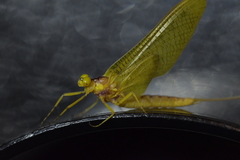 Ameletopsis perscitus