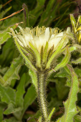 Schlagintweitia intybacea