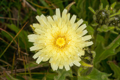 Schlagintweitia intybacea