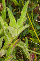 Schlagintweitia intybacea