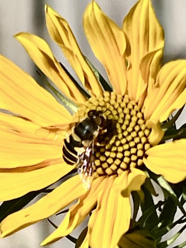 Unknown species found near Longview Dr, Rogers, AR, US