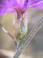Centaurea caprina