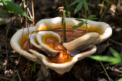 Ganoderma lucidum