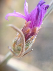 Centaurea caprina