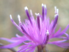 Centaurea caprina