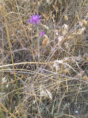 Centaurea caprina