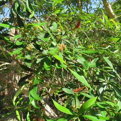 Tristaniopsis exiliflora