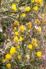 Scolymus grandiflorus