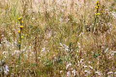 Scolymus grandiflorus