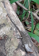 Eutropis rugifera