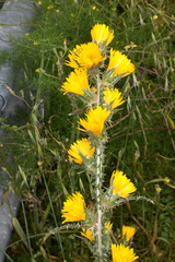 Scolymus grandiflorus