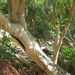 Tristaniopsis exiliflora