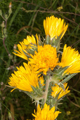 Scolymus grandiflorus
