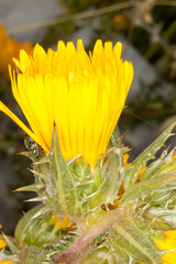 Scolymus grandiflorus