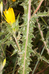 Scolymus grandiflorus