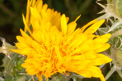 Scolymus grandiflorus