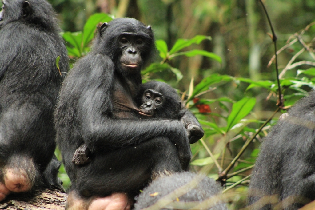 Bonobo