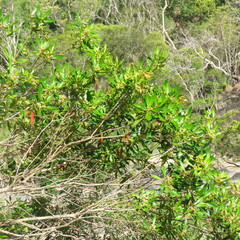 Tristaniopsis exiliflora