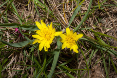Takhtajaniantha austriaca