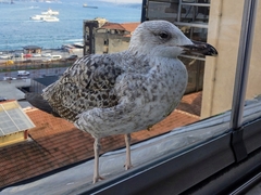 Larus michahellis