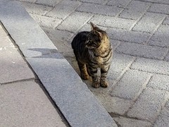 Felis catus