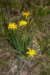 Takhtajaniantha austriaca