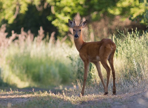 Eastern Roe Deer
