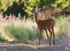 Siberian Roe photo 4