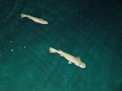 Ellochelon vaigiensis