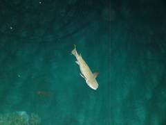 Ellochelon vaigiensis