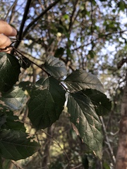 Aphananthe philippinensis