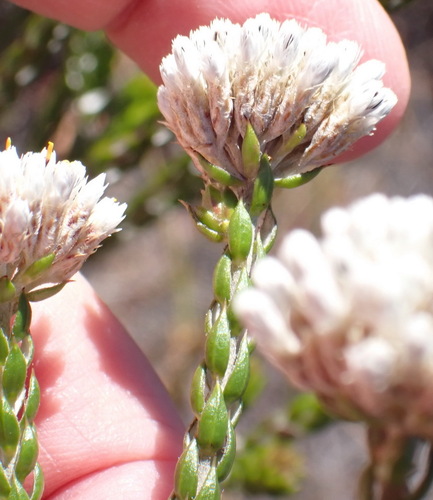 Pretty Blombush (Metalasia pulcherrima)