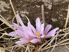 Colchicum hierosolymitanum