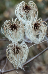 Clematis lasiantha