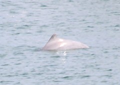 Sousa sahulensis