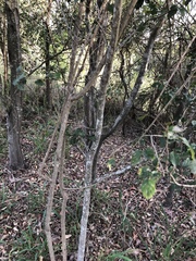 Aphananthe philippinensis