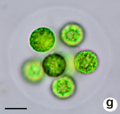 Radiococcaceae
