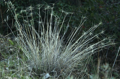 Elymus multisetus