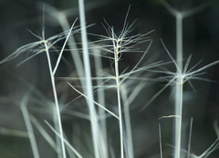 Elymus multisetus