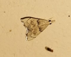 Ptychopseustis plumbeolinealis